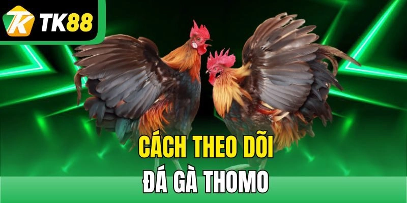 Cách theo dõi đá gà Thomo 
