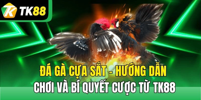 Đá Gà Cựa Sắt – Hướng Dẫn Chơi Và Bí Quyết Cược Từ TK88