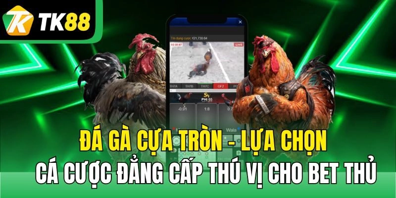 Đá Gà Cựa Tròn – Lựa Chọn Cá Cược Đẳng Cấp Thú Vị Cho Bet Thủ