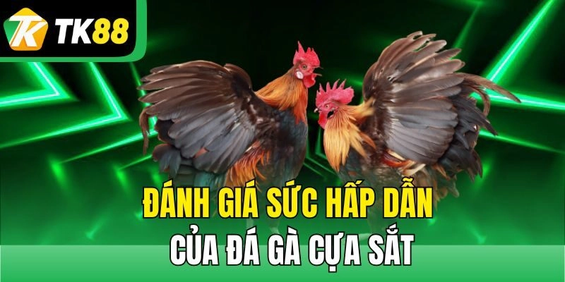 Đánh giá sức hấp dẫn của đá gà cựa sắt