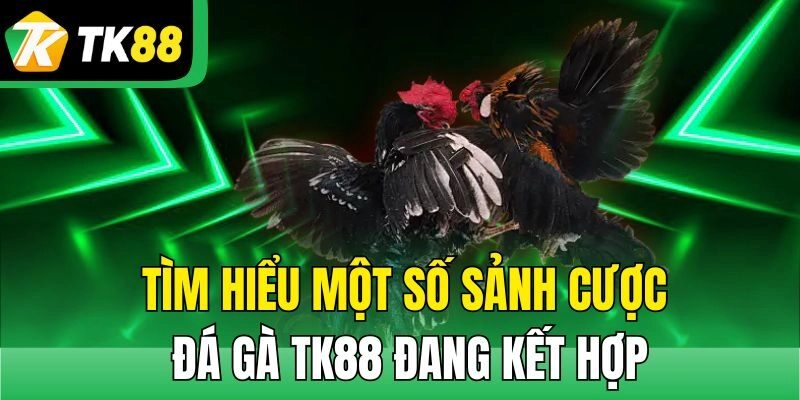 Tìm hiểu một số sảnh cược đá gà TK88 đang kết hợp